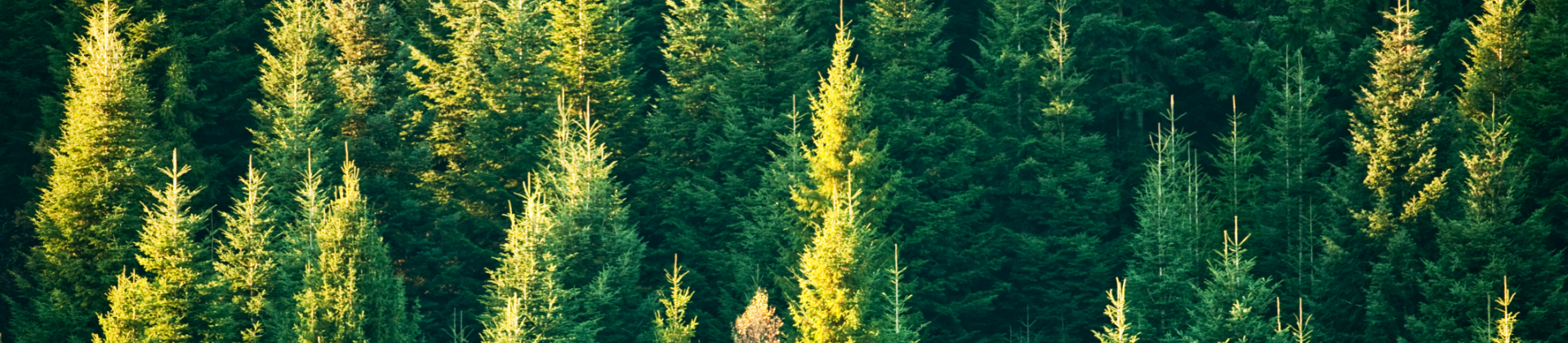 A narrow view of a heavily forested area. This is the contact page image.