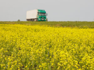 A canola field with a truck on the highway in the background.